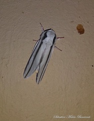 Giacomellia bilineata