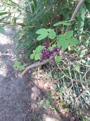 Akebia