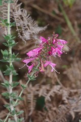 Syncolostemon