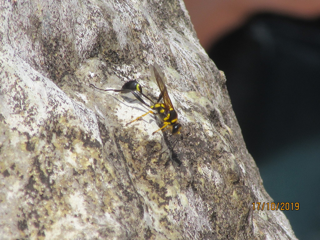 Sceliphron fistularium