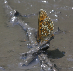 Melitaea britomartis
