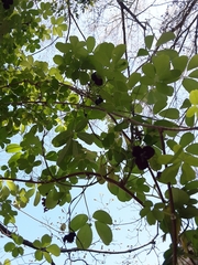 Akebia