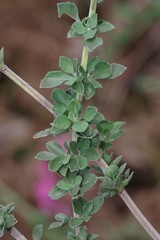 Syncolostemon