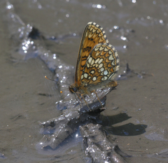 Melitaea britomartis