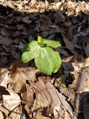 Trillium luteum