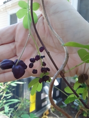Akebia