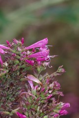 Syncolostemon