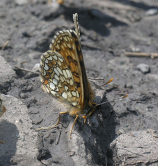 Melitaea britomartis