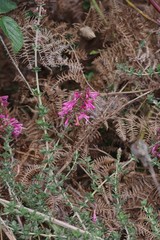 Syncolostemon