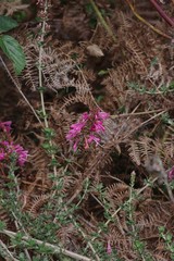 Syncolostemon