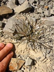 Anisotome filifolia