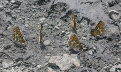 Melitaea britomartis
