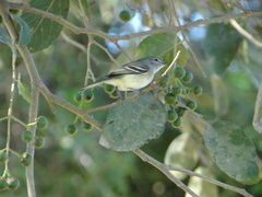 Inezia inornata