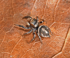 Habronattus carolinensis