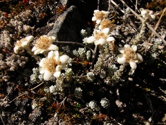 Leucogenes grandiceps