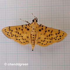 Conogethes punctiferalis