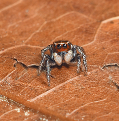 Habronattus carolinensis