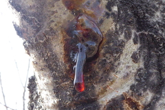 Cytospora chrysosperma