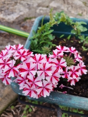 Glandularia × hybrida