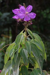 Dissotis princeps