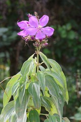 Dissotis princeps