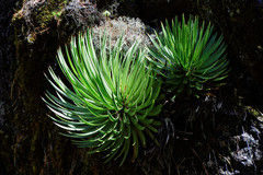Agave gracielae
