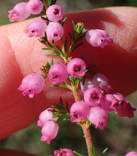 Image of Erica Gracilis (Erica gracilis) by (c) Nicola van Berkel, some rights reserved (CC BY-SA)