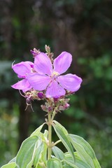 Dissotis princeps