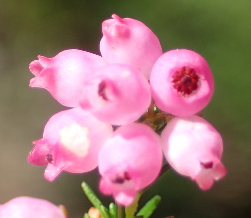 Image of Erica gracilis by (c) Nicola van Berkel, some rights reserved (CC BY-SA)