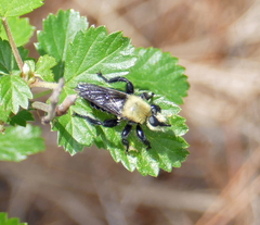 Laphria virginica