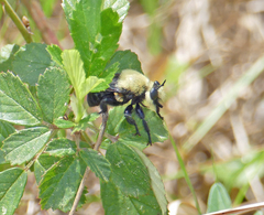 Laphria virginica