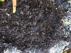 Pseudephebe minuscula