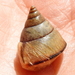 Bark Snails - Photo (c) Colin Ralston, some rights reserved (CC BY-NC), uploaded by Colin Ralston