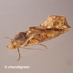 Plusiodonta coelonota