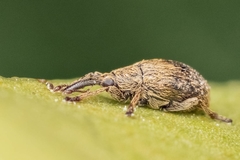 Trichopterapion holosericeum