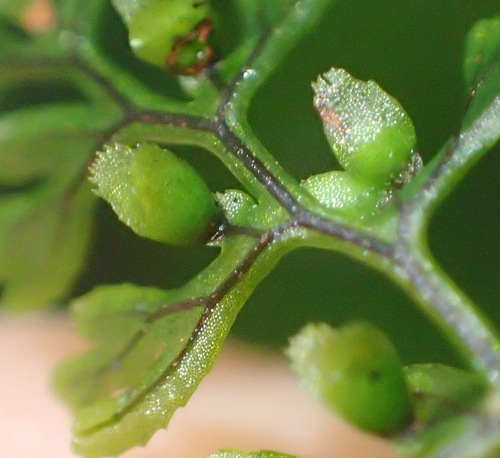 Tunbridge filmy fern