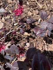Loropetalum