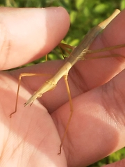 Stiphra robusta