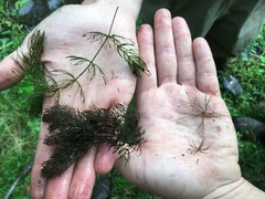 Ceratophyllum echinatum
