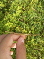 Stiphra robusta