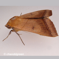 Ophiusa trapezium