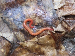 Strigamia bothriopus