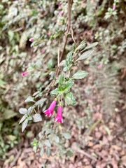 Fuchsia microphylla