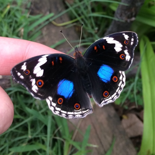 Blue-spot Pansy photo 3