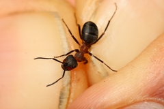 Formica lugubris