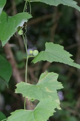 Zehneria scabra