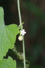 Zehneria scabra