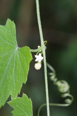Zehneria scabra