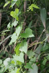 Zehneria scabra