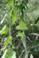 Zehneria scabra